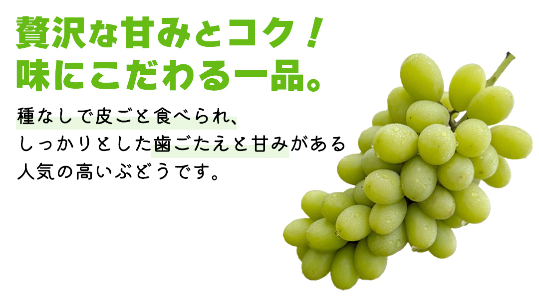 《 2026年 収穫分 》 シャインマスカット 750g～1kg 1房 (桜川市・石岡市共通返礼品) 先行予約 石田ぶどう園 国産 茨城県 桜川市 マスカット ぶどう ブドウ 葡萄 果物 くだもの フ