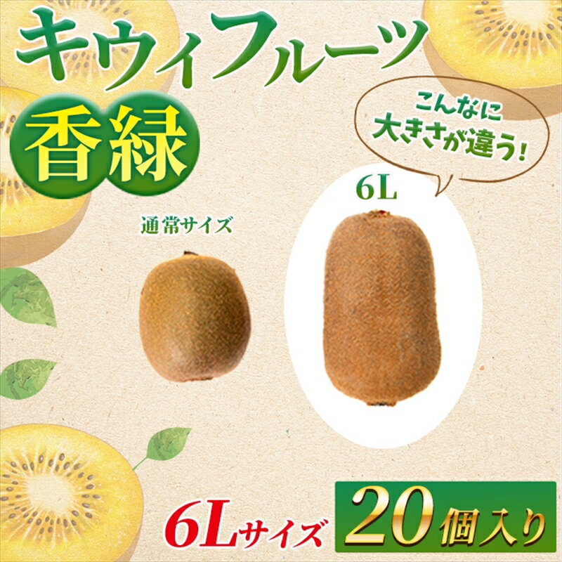 【ふるさと納税】希少キウイフルーツ 「香緑」。6Lサイズ 20個入り 糖度16度。甘くておいしい＜出荷時期：2025年12月15日出荷開始～2026年1月15日出荷終了＞｜キウイ フルーツ 果物 くだもの 神奈川県 南足柄市