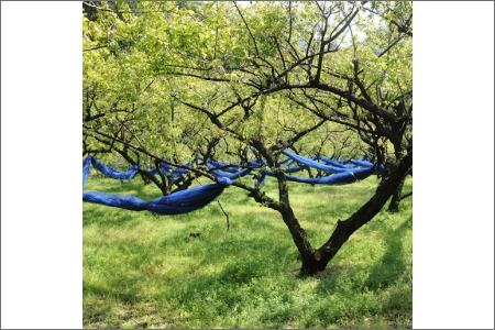 やまだ南高梅　花（250ｇ×３個）