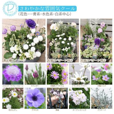 ふるさと納税 筑前町 クールな花苗セットD |  | 01