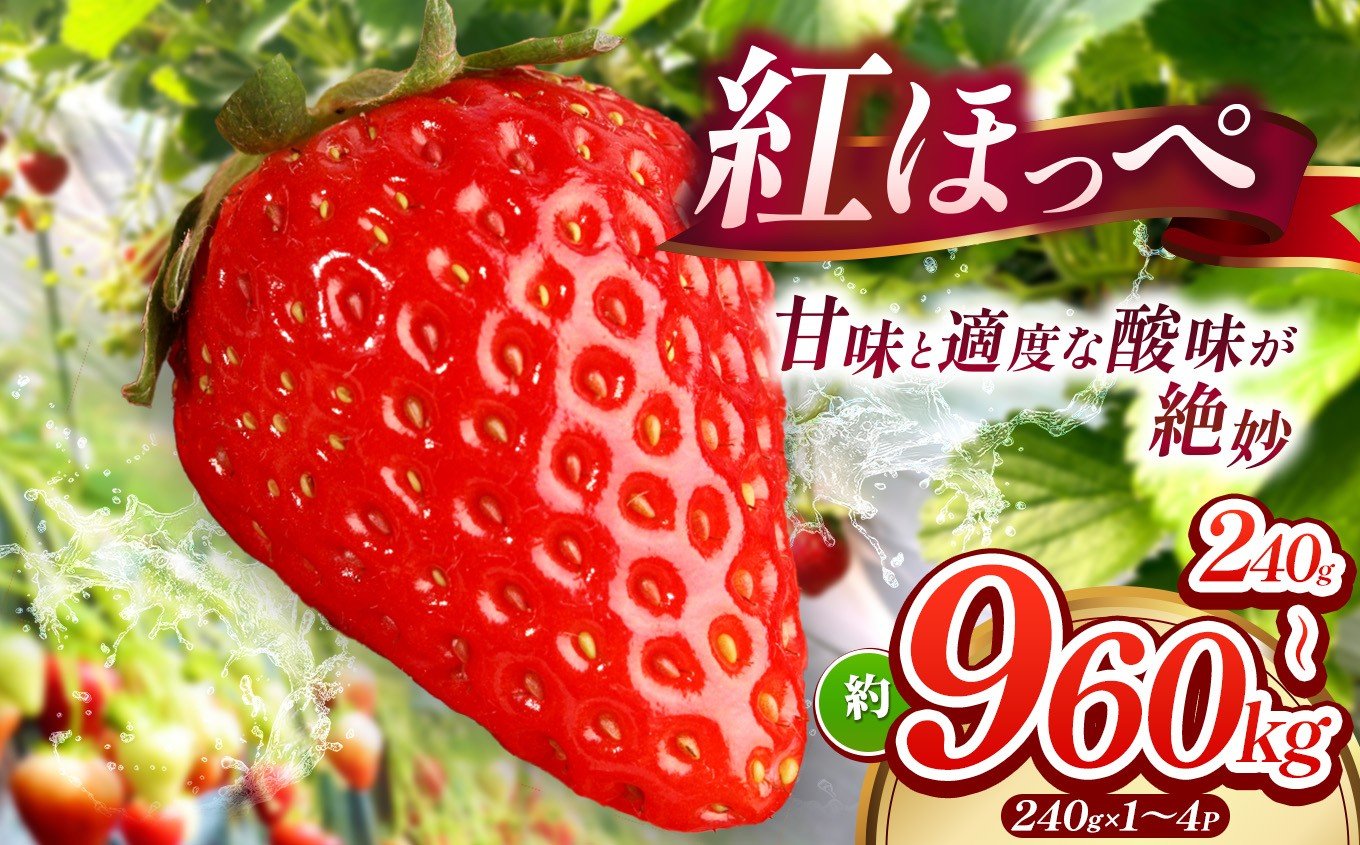 
                  【 産地直送 】 紅ほっぺ 約240g ～ 約960g （ 令和8年1月初旬～順次発送予定 ） ｜ 紅ほっぺ いちご イチゴ 苺 産地直送 年内発送 選べる内容量 旬の味覚 贈答用 冬限定 果物 スイーツ 山口県 平生町
                