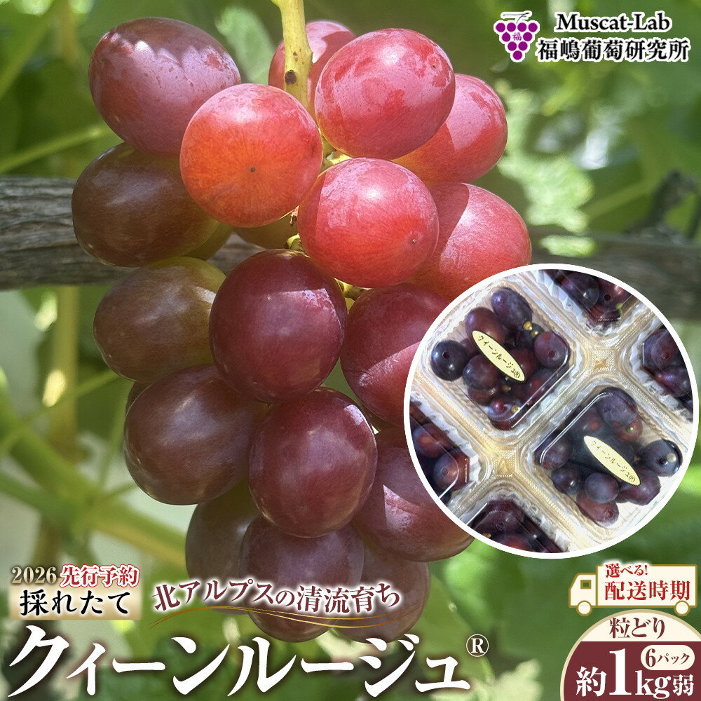 【ふるさと納税】【先行予約】 A 2026 P クイーンルージュ®粒どり6パック 約1kg弱 【選べる配送時期】長野県産 　国際特許有機肥料栽培 | フルーツ 果物 くだもの 食品 人気 おすすめ 送料無料