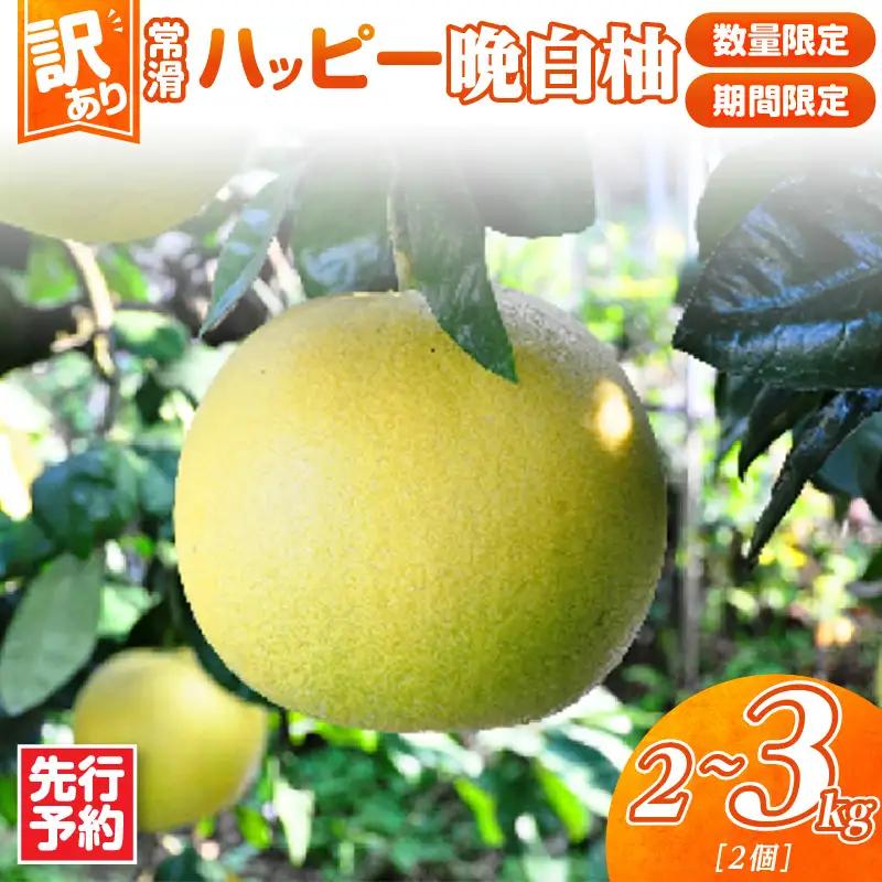 【先行予約】【訳あり】常滑ハッピー晩白柚 2kg～3kg（2個）｜ ばんぺいゆ フルーツ 常滑市