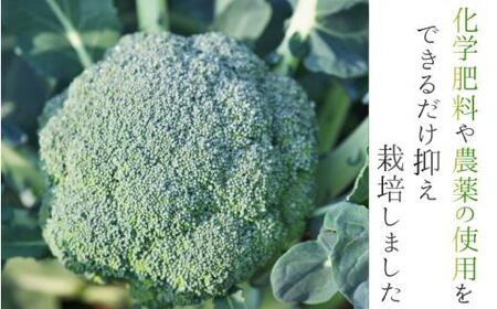 奈良県葛城産 ブロッコリー 約2kg 【2025年11月上旬～5月下旬順次発送】 葛城市【smlk068】