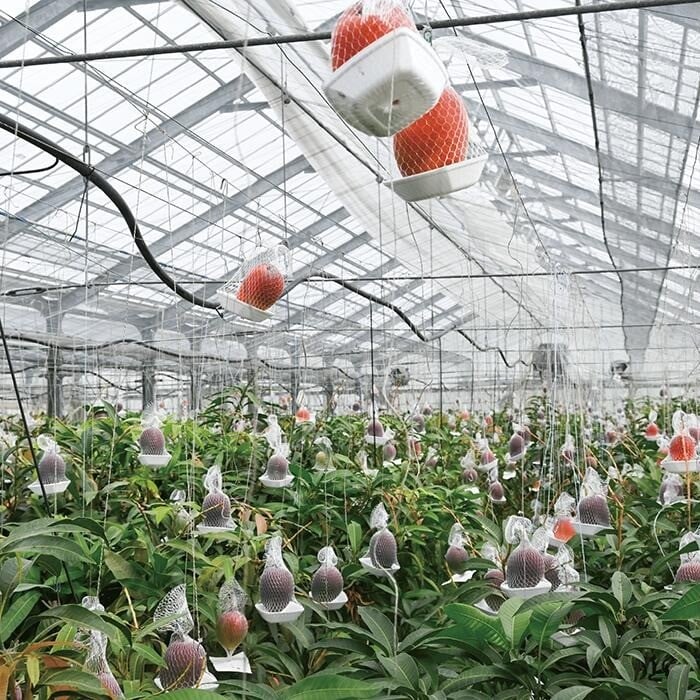 一つ一つ手作業で、丁寧に手間ひまかけて愛情たっぷりに育てられています。