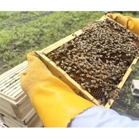 青森産純粋はちみつ 晩夏の百花蜜 2個セット_調味料 はちみつ  ハチミツ 蜂蜜_【1499354】