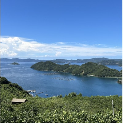 愛媛県八幡浜産「せとか」5kg　サイズL〜M【F79-29】【1698680】