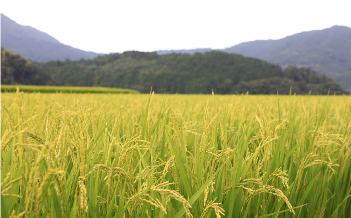 【全3回定期便】【令和7年度産 新米！】 福岡県産米 夢つくし 10kg(5kgx2袋) 精米《築上町》【有限会社ファインリョーコク】 [ABCO025] 白米 米 お米 精米 新米 ゆめつくし ご飯