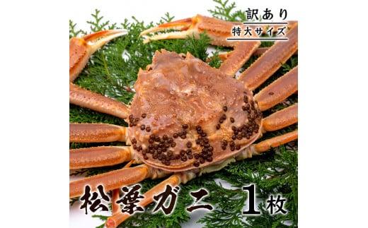 【訳あり】 松葉ガニ（ボイル）  800g級 特大サイズ（さんチョク） 312011_EC014