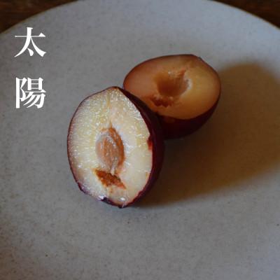 ふるさと納税 南アルプス市 【2027年8月より発送】【すもも・太陽】濃厚な味わいの貴陽生みの親のすもも1.6kg(9〜12玉)