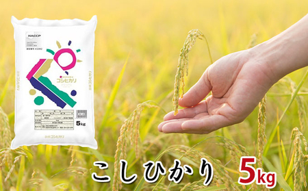 【令和7年度産】静岡県産米『こしひかり』精米5kg お米 コシヒカリ 米 こめ 静岡 浜松