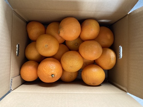 愛果28号 5kg ご家庭用 訳あり レッスルファーム  みかん 愛媛【2025年12月中旬順次発送】先行予約 数量限定 おすすめ 美味しい おいしい グルメ フルーツ くだもの 愛媛県産 人気 柑橘