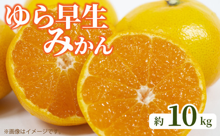ゆら早生みかん 約10kg