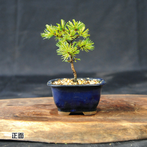 赤石の泉 赤石五葉松（鉢植え） F-152