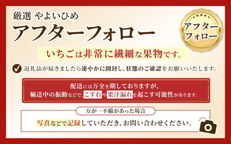 厳選 やよいひめ　プレミアムギフトBOX　1箱 ｜ いちご 大粒 高糖度 果物 フルーツ 苺 イチゴ くだもの 新鮮 朝採れ 朝どれ ギフト プレゼント 贈り物 国産 群馬県 伊勢崎市 ※北海道・沖縄