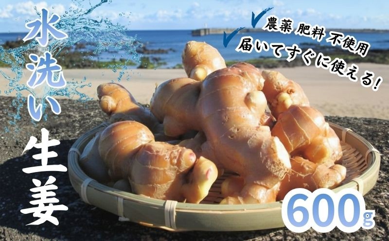 
                  こだわり 農法 生姜 水洗い 600g 自然 生姜 しょうが ショウガ 野菜 調味料 薬味 ジンジャーエール ジンジャー 高知 黒潮町 ふるさと納税 人気 ふるさと納税生姜 ふるさと納税薬味 [1101-2]
                