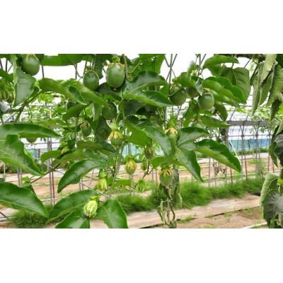 ふるさと納税 館山市 【先行予約】秀品パッションフルーツ 大玉8個入/2025年8月上旬〜9月中旬発送 |  | 03