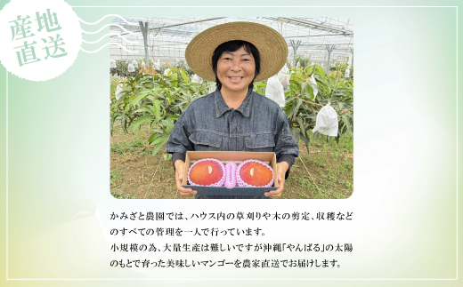 【2026年6月中旬から順次発送】贈答用のアップルマンゴー1kg【配送不可地域：離島】