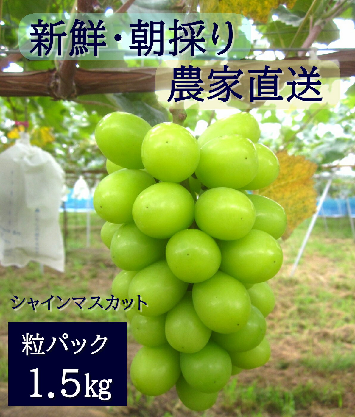 【ふるさと納税】シャインマスカット　粒パック（約1.5kg）　9月上旬発送　広島　農家直送・新鮮朝採り
