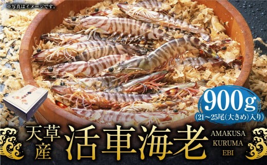 【配送指定日必須】天草産活車海老 900g 大（2L） 21～25尾 活き車海老 車海老 車エビ 活き海老 活きエビ えび 海老 エビ 新鮮 魚介 【発送期間2025年11月25日から2026年3月31日】