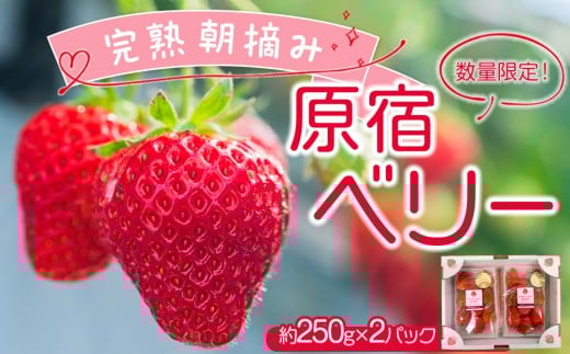 【先行予約受付】≪2026年2月発送≫【数量限定！】「完熟 朝摘み」原宿ベリー  約250g×2パック | いちご イチゴ 栃木【フルーツ 果物 くだもの 食品 人気 おすすめ 】