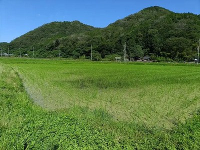 【令和7年産】『タガメの里・自然米』にこまる 玄米10kg 【有機JAS認証米】 | お米 おこめ 米 コメ こめ にこまる 玄米 有機JAS認証米 兵庫県 上郡町