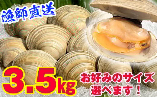 漁師直送！活ホンビノス貝3.5kg（Sサイズ）