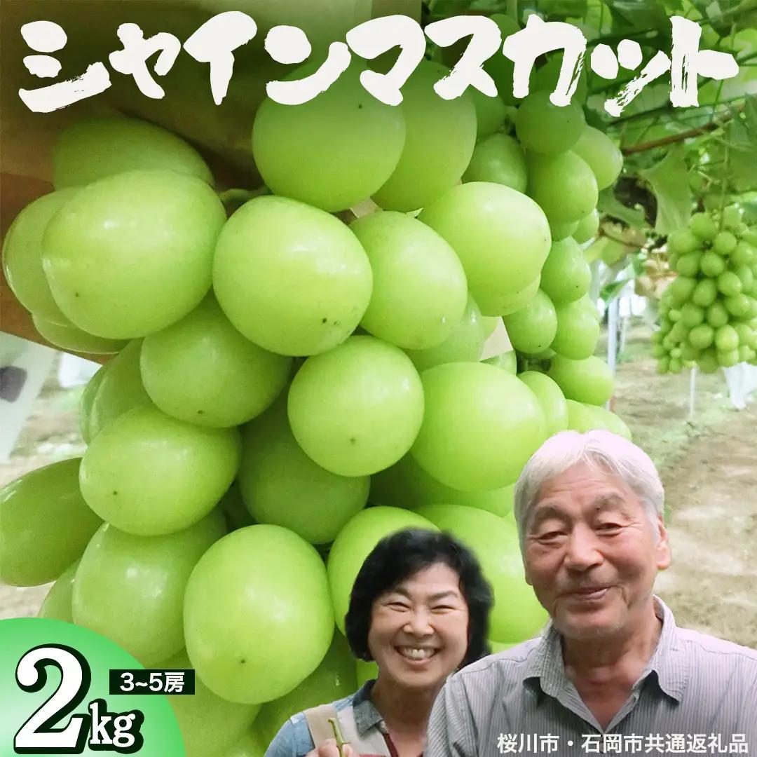シャインマスカット 約2kg (桜川市・石岡市共通返礼品） 2026年9月上旬発送開始 開田ぶどう園 産地直送 フルーツ 甘い 直送 茨城 限定 ギフト ぶどう シャインマスカット 果物 [DO005sa]