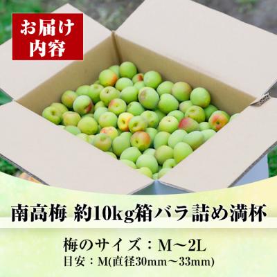 ふるさと納税 いちき串木野市 先行受付<数量・期間限定>朝日梅園の南高梅(生梅)10kg 箱 バラ詰め満杯 |  | 01