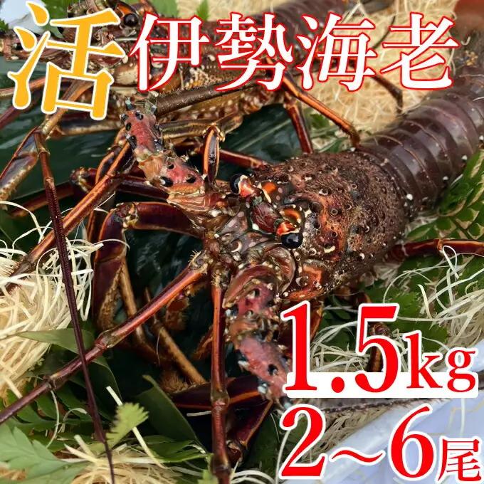 【 予約受付 令和8年9月16日以降発送 】活伊勢海老 (軍手付き) 2～6尾 約1.5kg【イセエビ 伊勢海老】 FN-Limited-PR