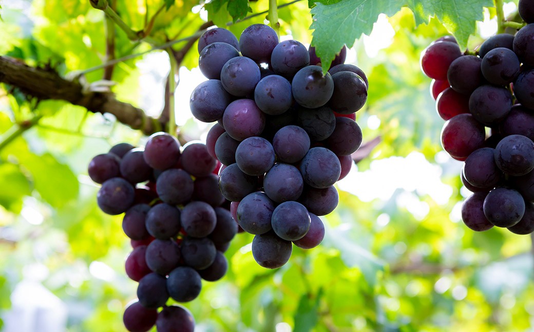 【先行予約】 やまんどん 巨峰 3房から5房 （約2kg）