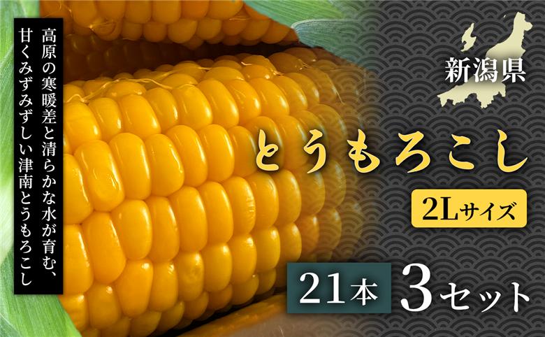【令和8年産先行予約】朝採れ とうもろこし（21本）2Lサイズ 3セット 新潟県 津南町 155751-017