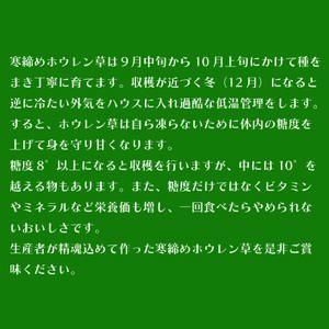 【先行予約/12月中旬以降発送】【北海道平取町産】寒締めホウレン草（ちぢみほうれん草）200g×10袋 BRTO003