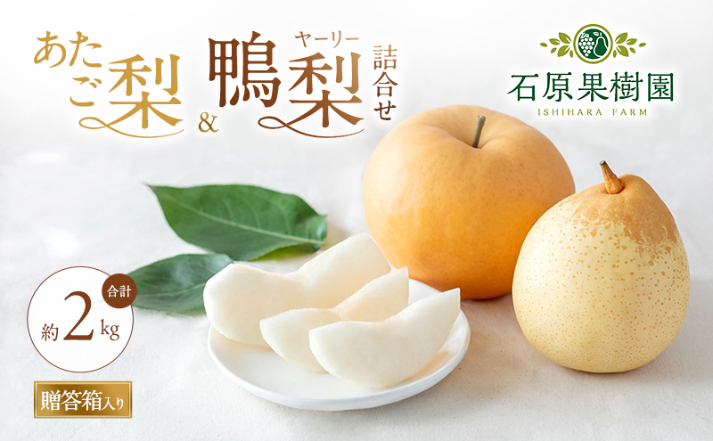 梨 2026年 先行予約 あたご梨・鴨梨（ヤーリー）詰合せ 合計約2kg あたご1～2玉 鴨梨2玉 贈答箱【11月下旬～12月中旬頃発送】 ナシ なし 岡山県産 国産 フルーツ 果物 ギフト 石原果樹園 