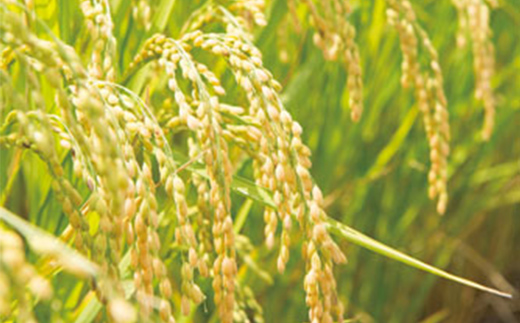 【山形の極み】山形県産 つや姫 精米 10kg(5㎏×2袋) ブランド米 コメ ごはん ご飯 食品 F4A-1035