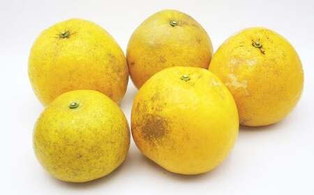 【2026年4月上旬より順次発送】訳あり 河内晩柑 10kg【えひめの町（超）推し！（愛南町）】(375-1)