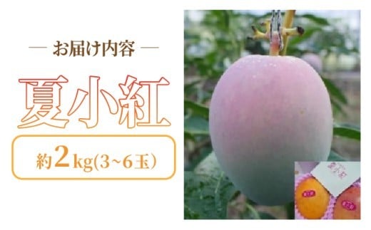 2026年 先行予約 マンゴー 夏小紅 約2kg 3～6玉 ますみ農園 甘味 スッキリ 果物 フルーツ