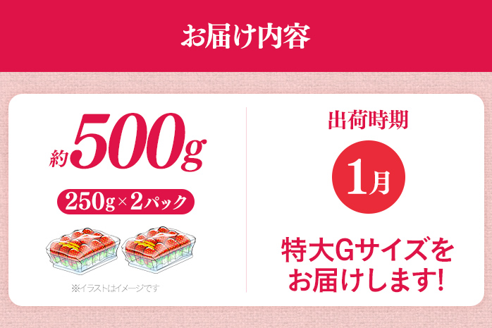 福岡県産 あまおう 500g （250g×2パック） いちご 1月以降順次発送 いちご 苺 フルーツ 果物 くだもの 大粒Gサイズ グランデ 農家直送 大粒 不揃い 福岡県 福岡 九州 グルメ お取り寄せ