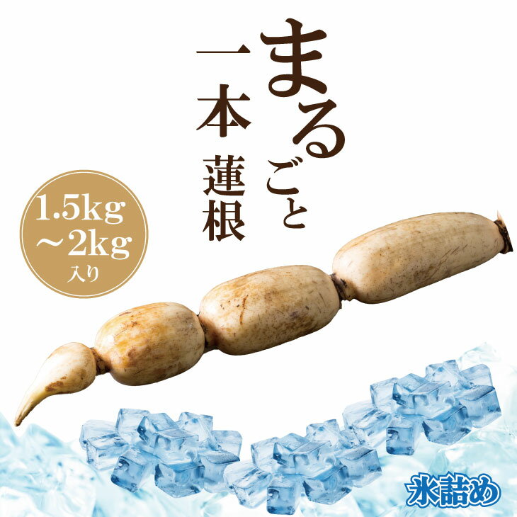 【ふるさと納税】【先行予約】 まるごと一本！氷詰め 新鮮 レンコン （1.5kg-2kg） れんこん 佐賀産 蓮根 とれたて 野菜 おせち きんぴら てんぷら 揚げ物 れんこんチップス 九州産 送料無料 【B140-001】