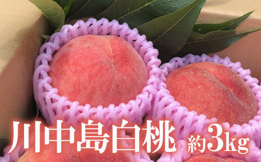 
No.1690もも 川中島白桃 約3kg【2025年発送　先行予約】
