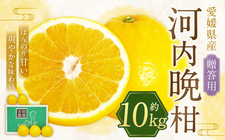 【2026年4月上旬より順次発送】贈答用 河内晩柑 10kg【えひめの町（超）推し！（愛南町）】(383-1)