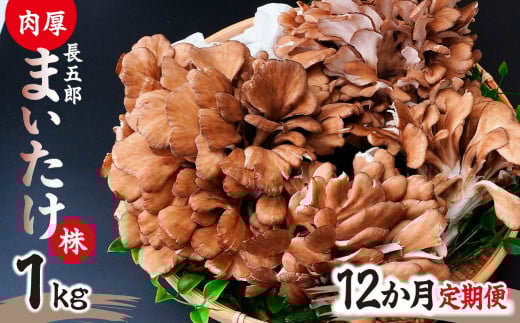 【12ヶ月定期便】まいたけ 長五郎まいたけ かぶ 500g×2個 12回分｜舞茸 まいたけ レシピ付き ジューシー ステーキ 天ぷら 炊き込みご飯 舞茸ご飯 ごはん きのこ 野菜 丸ごと 国産 無農薬 安全 安心 食物繊維 健康  カロリー 低い 産地直送 プレゼント ギフト 贈り物 群馬県 前橋市