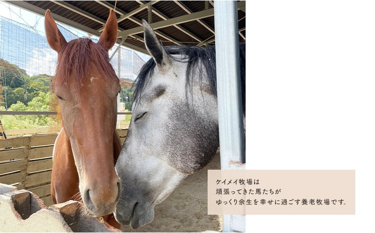 馬 の ふれあい体験 ペア チケット 1枚(2名様分) 体験 うま ケイメイ牧