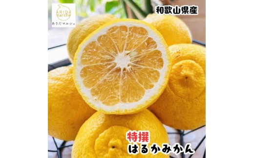 
                  【先行予約】【人気柑橘】 特撰 はるかみかん 1.5kg+200g(痛み補償分) ※2027年1月下旬～2月下旬に順次発送 ※着日指定不可【ard248A】
                
