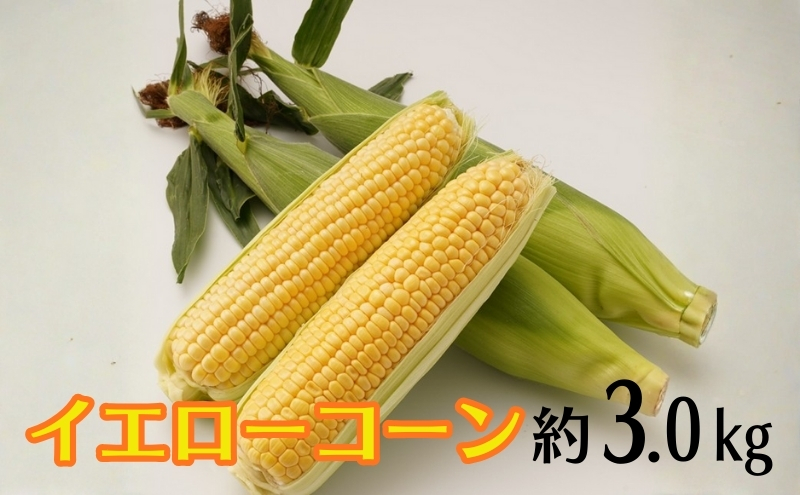 イエローコーン 約3kg