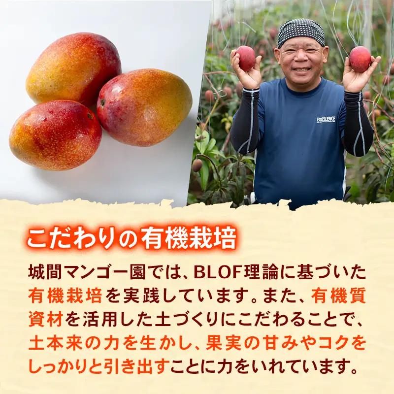 【先行受付】【2026年発送】城間マンゴー園のアップルマンゴー 訳あり 約1kg - 先行予約 沖縄県産 産地直送 南国フルーツ 旬の味覚 季節の果物 ご自宅用 訳アリ 家庭用 沖縄マンゴー 沖縄県 