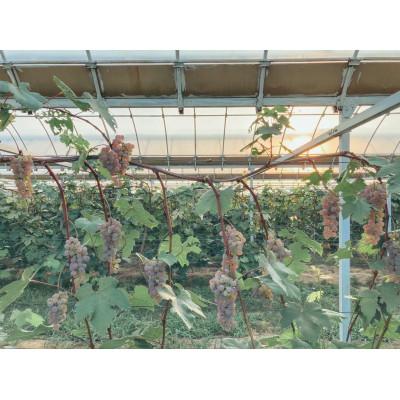 ふるさと納税 足利市 Cfa Backyard winery-甲州種-白、オレンジワイン3本セット |  | 01