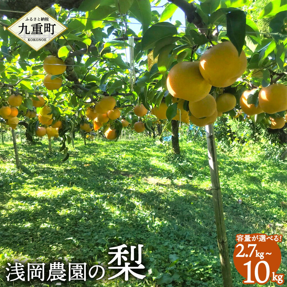 【ふるさと納税】浅岡農園の梨 〈容量が選べる〉約2.7kg 約5kg 約10kg 16000円 ～ 32000円 1万6000円 ～ 3万2000円 梨 豊水 秋月 新高 甘太 国産 大分県産 九重町産 フルーツ 果物 くだもの 果実 冷蔵 送料無料 【2025年9月上旬-11月上旬発送予定】