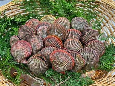 ヒオウギ貝20個入 魚介 貝 海鮮 バーベキュー【GWGG694】