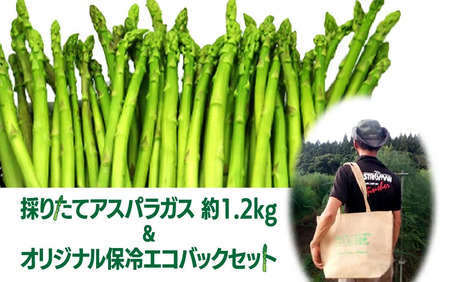 予約受付/5月初旬～6月初旬発送予定/ 春 採りたてアスパラガス 約1.2kg ＆オリジナル保冷 エコバック セット 石井建一 岩手県 北上市 D0432 アスパラ アスパラガス 野菜 人気 北海道 に負けない 美味しい 新鮮 採れたて 訳あり 不揃い 細い ものから 極太 サイズ まで様々